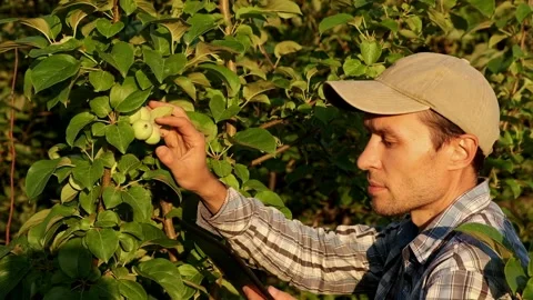 Farmer with tablet neaar apple tree. Worker works on farm. Agriculture. Stock Footage 205546823