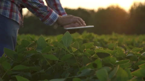 Farmer with tablet pc Stock Footage 65604015