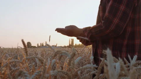 Farmer with a tablet on a wheat field at sunset Stock Footage 155555431