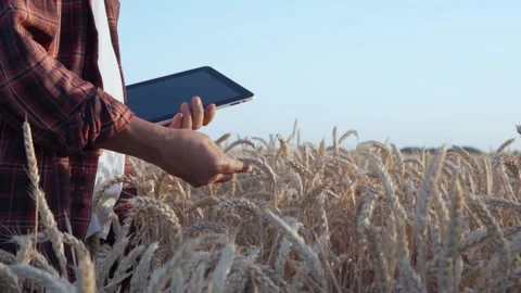 Farmer with a tablet on a wheat field at sunset Stock Footage 155594260