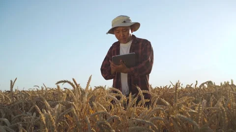 Farmer with a tablet on a wheat field at sunset Stock Footage 155605723
