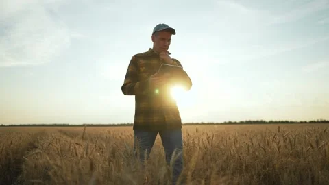 Farmer with tablet in wheat field at sunset. Farmer controlling wheat crops Stock-Footage 317012533