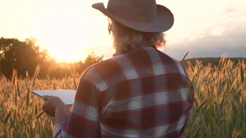 Farmer With Tablet In Wheatfield At Sunset Video stock 278487494