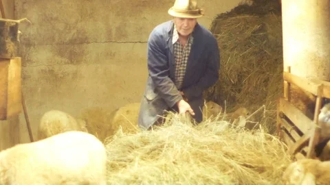 Farmer, take the hay with the gallows to feed the sheep Video stock 87210451