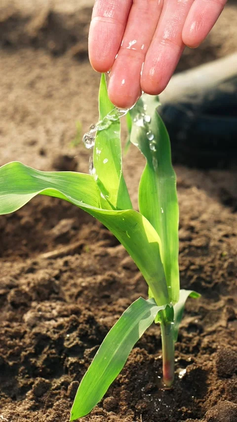 Farmer takes care of corn sprouts watering moisturizing nourishing ground with Stock Footage 299738672