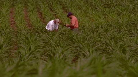 Farmer takes a sample of soil 00003 Vidéo 63147756