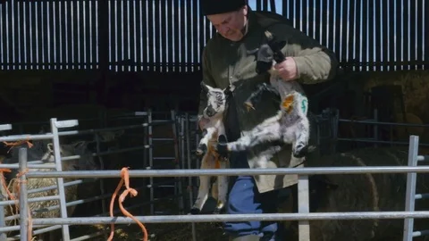 Farmer takes two lambs and their mother ewe out to grass from barn Stock Footage 77877428