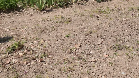 Farmer taking care of soil 動画素材 127780163
