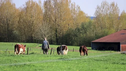 A farmer taking his cows back to the farm Stock Footage 153420800