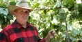 Farmer Talking About Harvest Vineyard Culture Present Juicy Fresh Bunch Grapes 4k or 4k+ Resolution