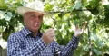 Farmer Talking Crop Grapes Autumn Harvest Viticulture Industry Vineyard Activity 4k or 4k+ Resolution
