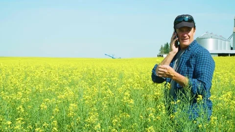 Farmer talking on a smart phone while inspecting a blossoming canola crop Stock Footage