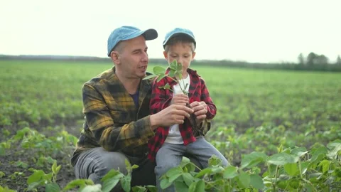 Farmer teaching child about soya crop. Family bonding over agriculture in field Stock Footage 280832836