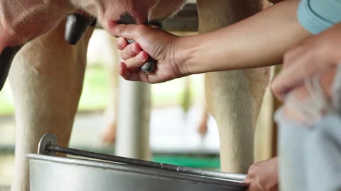 Farmer teaching young child how to hand milk a cow into metal bucket close up Video stock 342915359