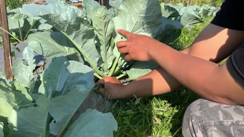 Farmer tending to cabbage plants in a vegetable garden Stock Footage 344086718