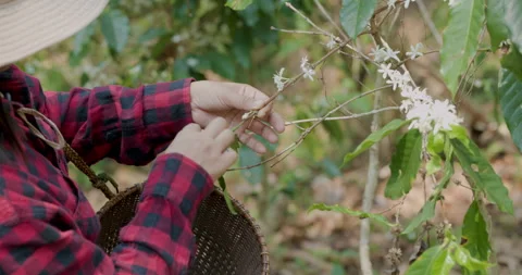 Farmer Tending Delicate White Coffee Blossoms In Lush Mountains Medium Shot Stock-Footage 340143392