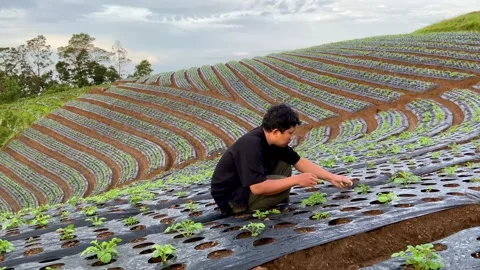Farmer Tending to Vegetable Crops on Terraced Hillside Stock Footage 331871480