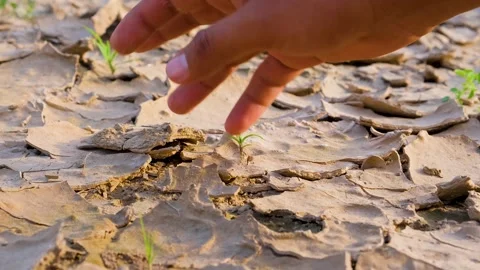 Farmer testing the Dried patch of land. Cracked Land. Scars of the Earth Stock Footage 342728837