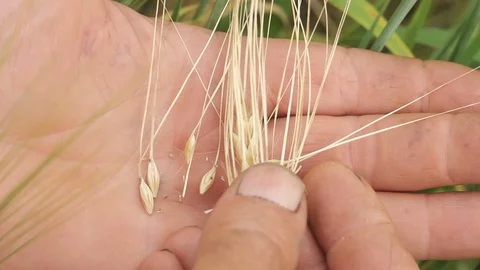 Farmer tests, verify yellow barley, wheat ears to check if plants became mature Stock Footage 91930601