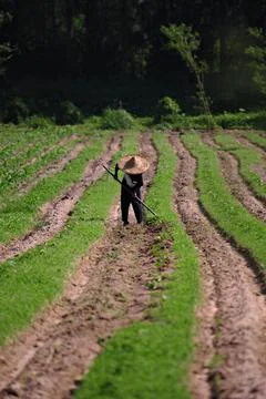 Farmer in Thailand is using a hoe to create raised beds in his garden Stock Photos