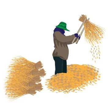 Farmer  thrash rice vector design Stock Illustration