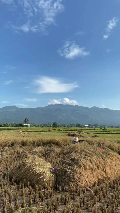 A Farmer Threshing Paddy Stock Footage 240302162