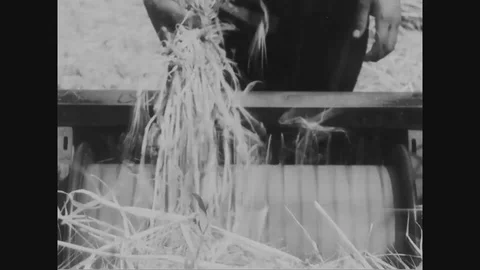 Farmer threshing rice crops using machin... | Stock Video | Pond5