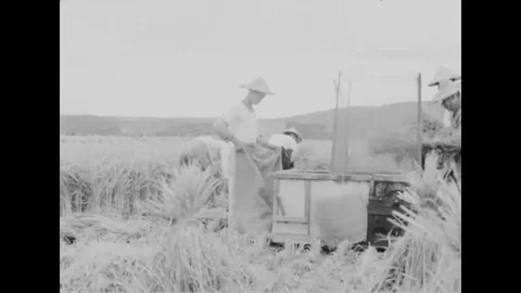 Farmer threshing rice crops using machinery - 1975 Stock Footage 104336624