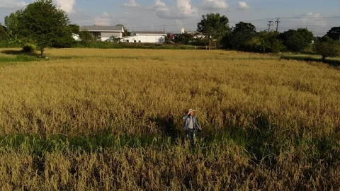 The farmer threw the hat in the paddy fields. 스톡 동영상 100544575