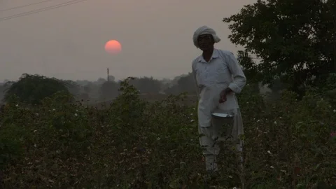 A farmer throwing chemical fertilser on his cotton field, India Stock Footage