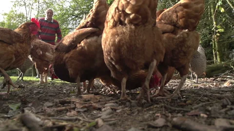 Farmer Throwing Corn To Feed His Free Range Chickens Stock Footage 60969923