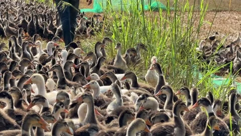 A farmer throws grain onto the ground in front of a flock of domestic ducks Video stock 334854428