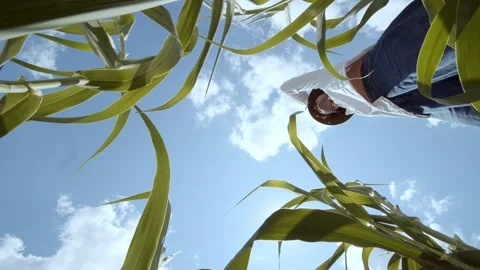 The farmer throws his hat on the ground and walks further across the field. POV Stock Footage 247439121