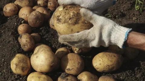 Farmer touch and clean fresh potatoes from ground dirt Vidéo 115083194
