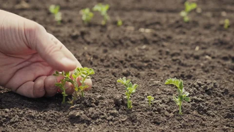 Farmer touches sprouted sprouts of chickpea in field Vidéo 153984953