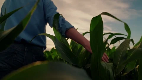 Farmer touching green corn leaves with his hand in sunny field examining growing Stock Footage 306892199