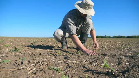 Farmer touching ground and examining dry soil on field with sprouts of sunflower Stock Footage 305034648