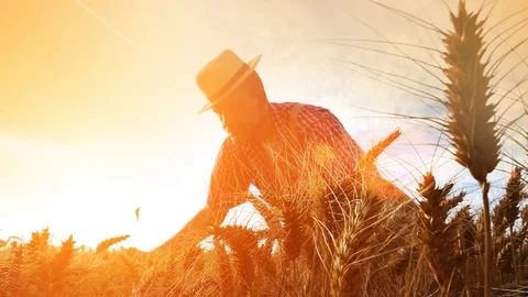 Farmer touching wheat ear,looking down at growing golden wheat grains Stock Footage 78597440