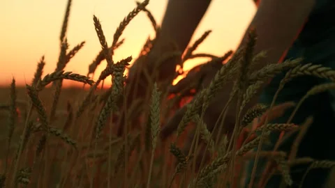 Farmer touching wheat ears with hands in sun rays. Wheat yellow ripe with grain Stock Footage 306599991