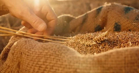 Farmer touching wheat ears in jute sack full of grains after good harvest Stock Footage 94516767