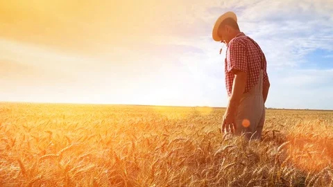 Farmer touching wheat ear,walking through the golden wheat field Video stock 78597314
