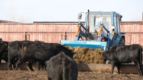 Farmer on a tractor brought hay to feed the cows Stock Footage 43166395