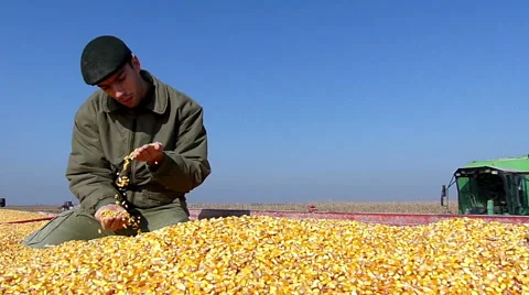 Farmer on the trailer Stock Footage 43595615