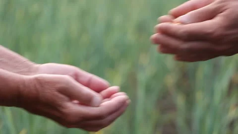 Farmer transfers seeds to another farmer Stock Footage 113685783