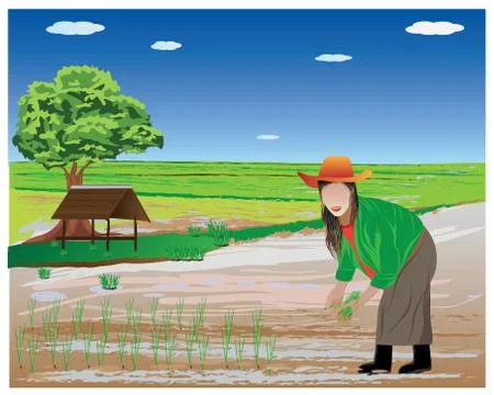 Farmer transplant rice seeding in paddy field vector design Stock Illustration