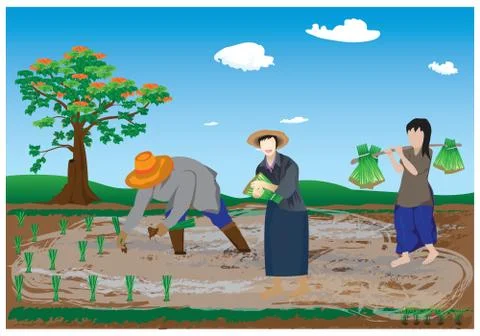 Farmer transplant rice seeding vector design Stock Illustration