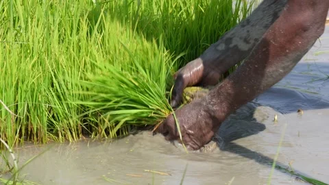 Farmer Transplanting Seedlings Video stock 336435479