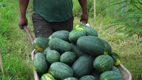 Farmer transporting watermelons Video stock 273226753