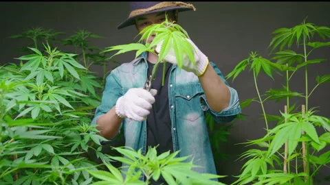 Farmer is trimming or cutting  top of cannabis in legalized farm. Vídeo Stock 158521247