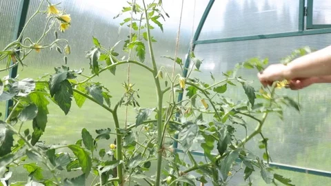 Farmer tying up tomato bushes Stock Footage
